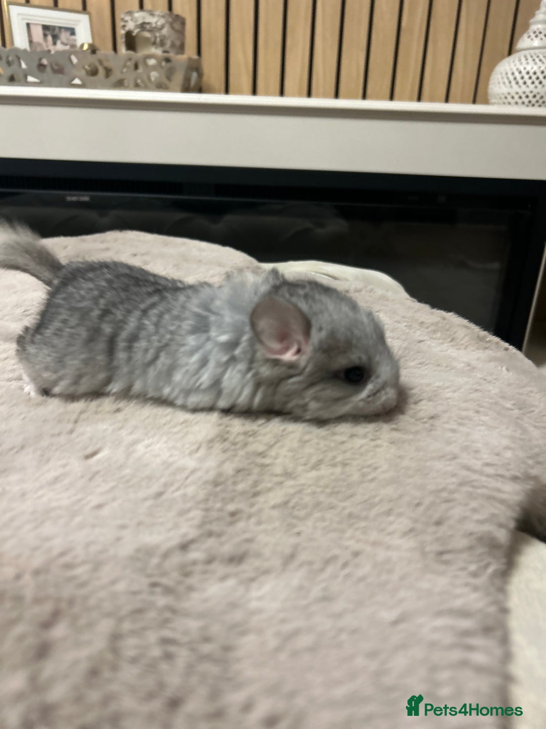 Chinchilla rodents for sale: Beautiful baby angora chinchillas  - Image 6