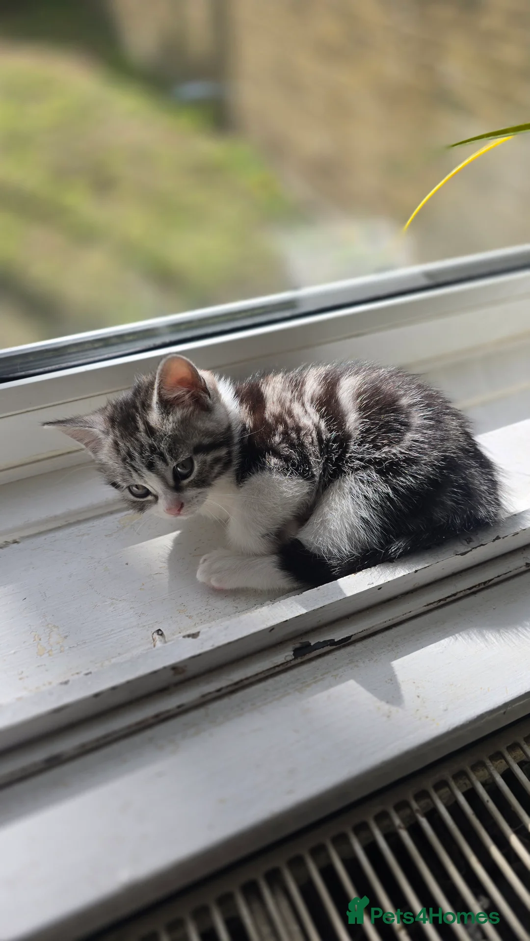 Mixed Breed cats for sale: Mixed breed tabby short british hair - Advert 2