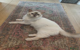 Ragdoll cats for sale: Lilac point female ragdoll - Image 4