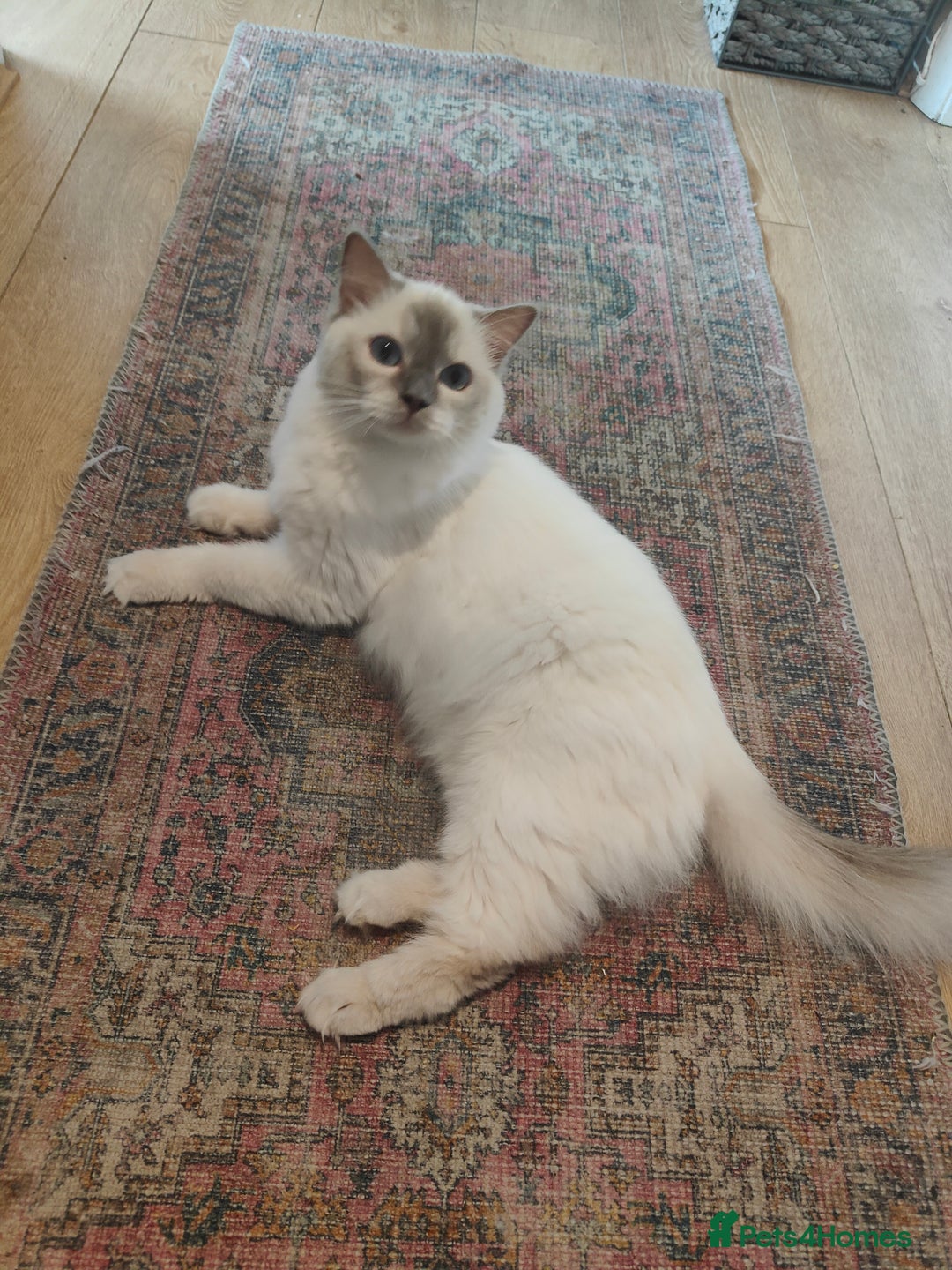 Ragdoll cats for sale: Lilac point female ragdoll - Image 4