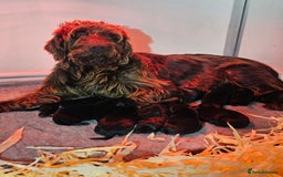 Mixed Breed dogs for sale: Labrador X German Wire Haired Pointer  - Image 1