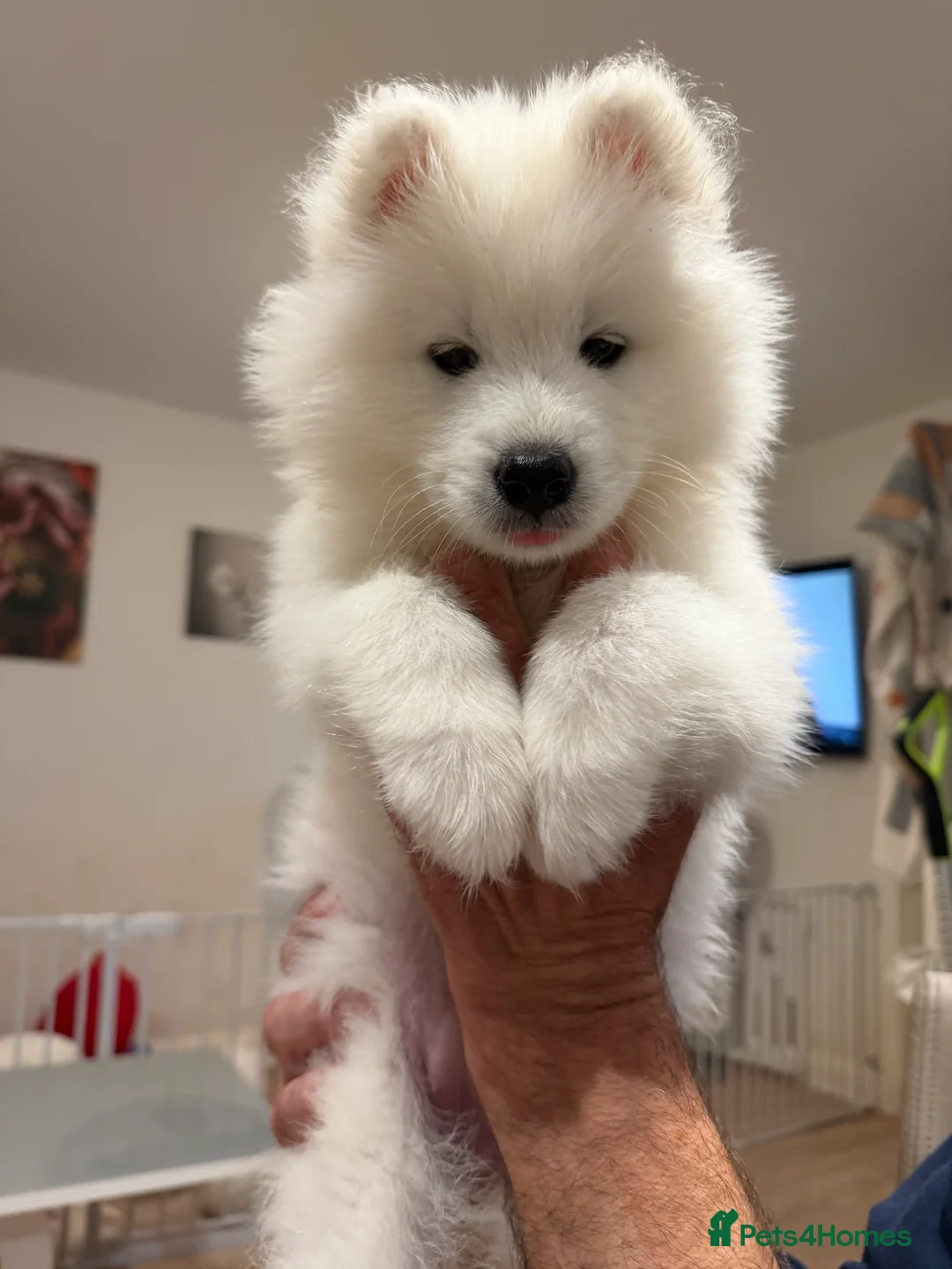 Samoyed dogs for sale: 🐾 Beautiful Samoyed Puppies Available 🐾 - Advert 2
