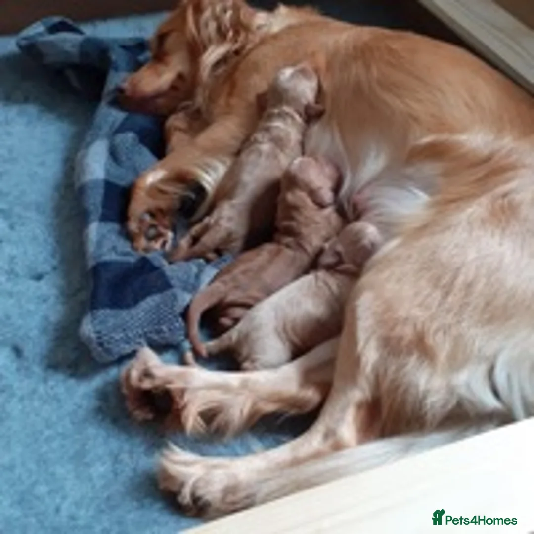 Cockapoo dogs for stud: KC registered miniature poodle health tested in Alford - Advert 12