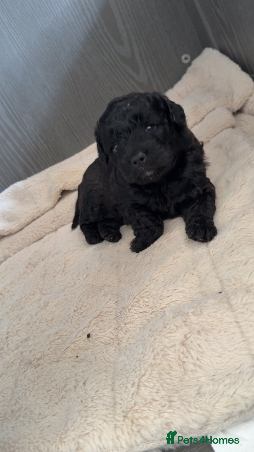 Mixed Breed dogs for sale: French Bulldog X Toy Poodle - Image 4
