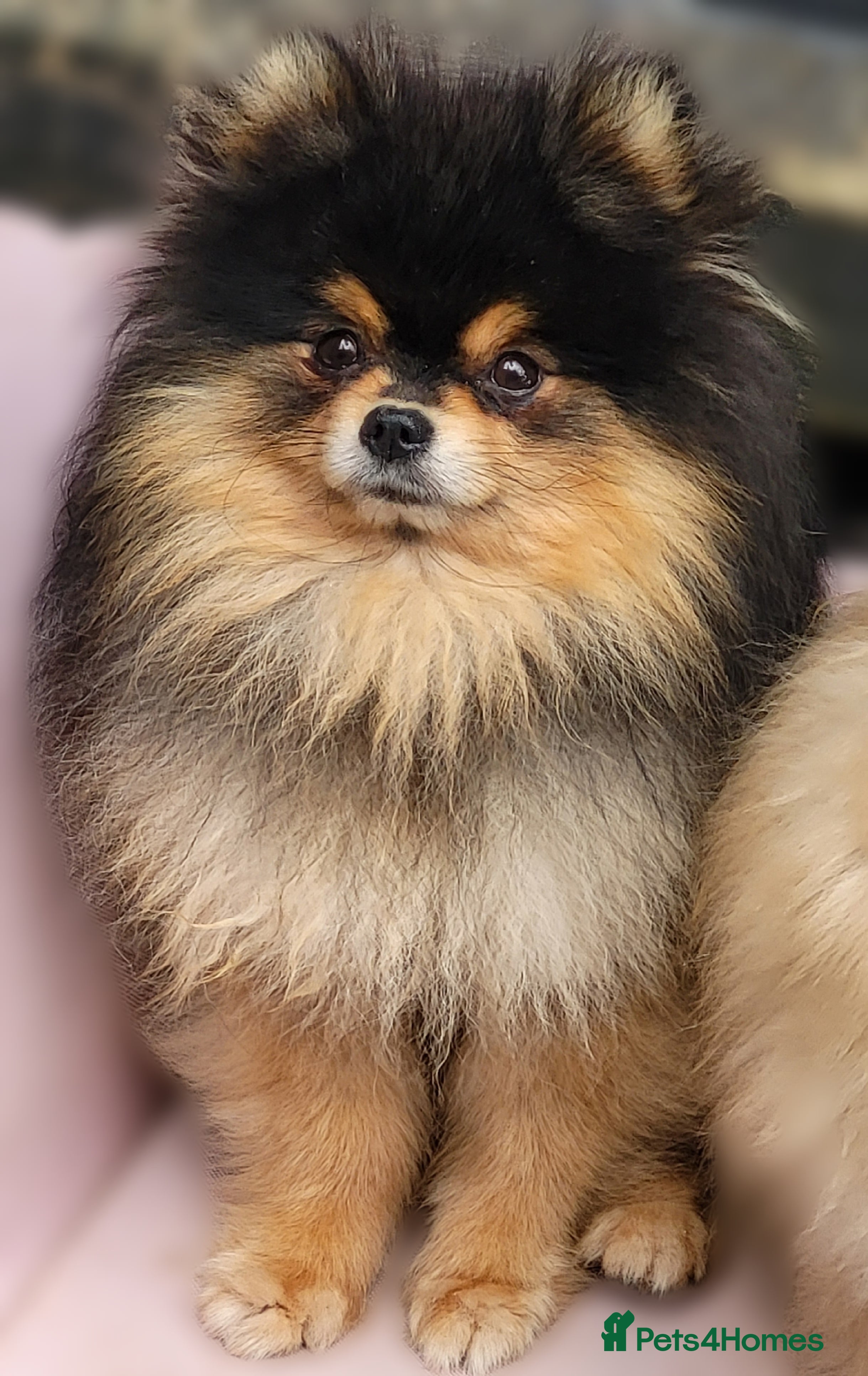 Pomeranian dogs Kc Pomeranian For Stud Duties - Advert 9