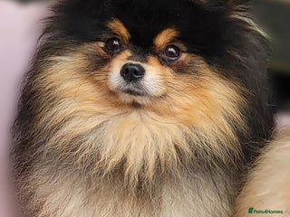 Pomeranian dogs Kc Pomeranian For Stud Duties - Advert 3