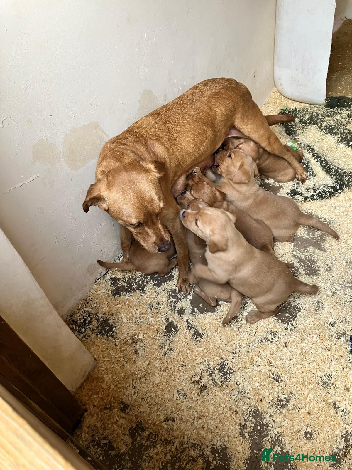 Labrador Retriever dogs for sale: Fox Red Labrador Puppies ready 05.06.26 - Advert 3