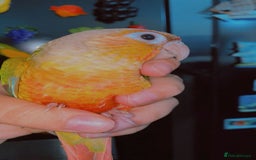 Conures birds for sale: Beautiful tame Conures ""£300 Each"" - Image 3