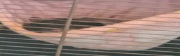 Rat rodents for sale: 2 female rats looking for a new home in Southampton - Advert 2