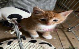 Mixed Breed cats for sale: 3 ginger kittens 🐈 - Image 11