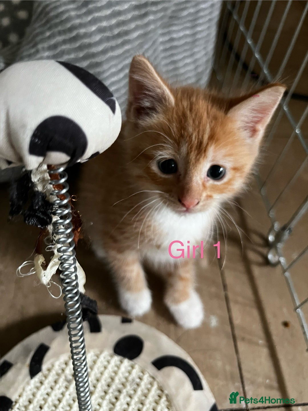 Mixed Breed cats for sale: 3 ginger kittens 🐈 - Image 11