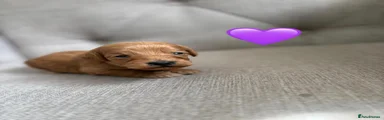 Cockapoo 4