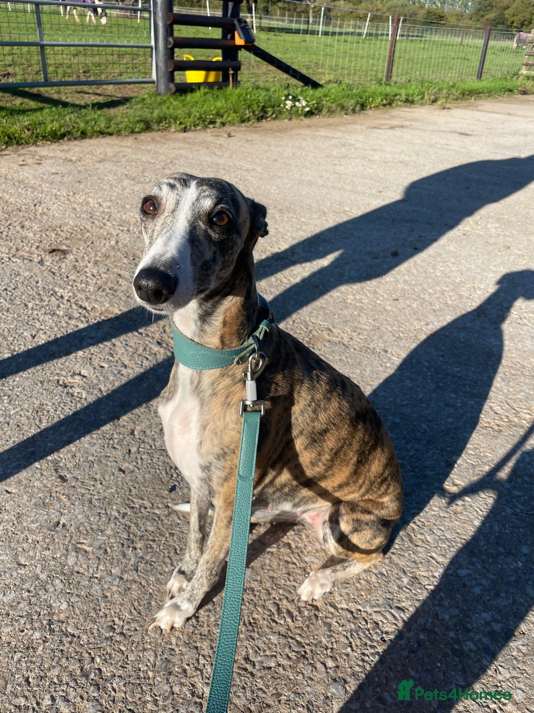 Whippet dogs for sale: 1 Gorgeous KC Reg Whippet Puppy  - Advert 14