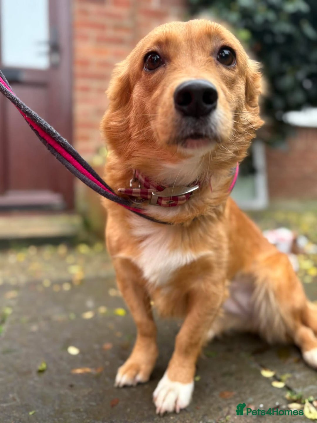Mixed Breed dogs for adoption: Rose - Norwich Norfolk  - Advert 14