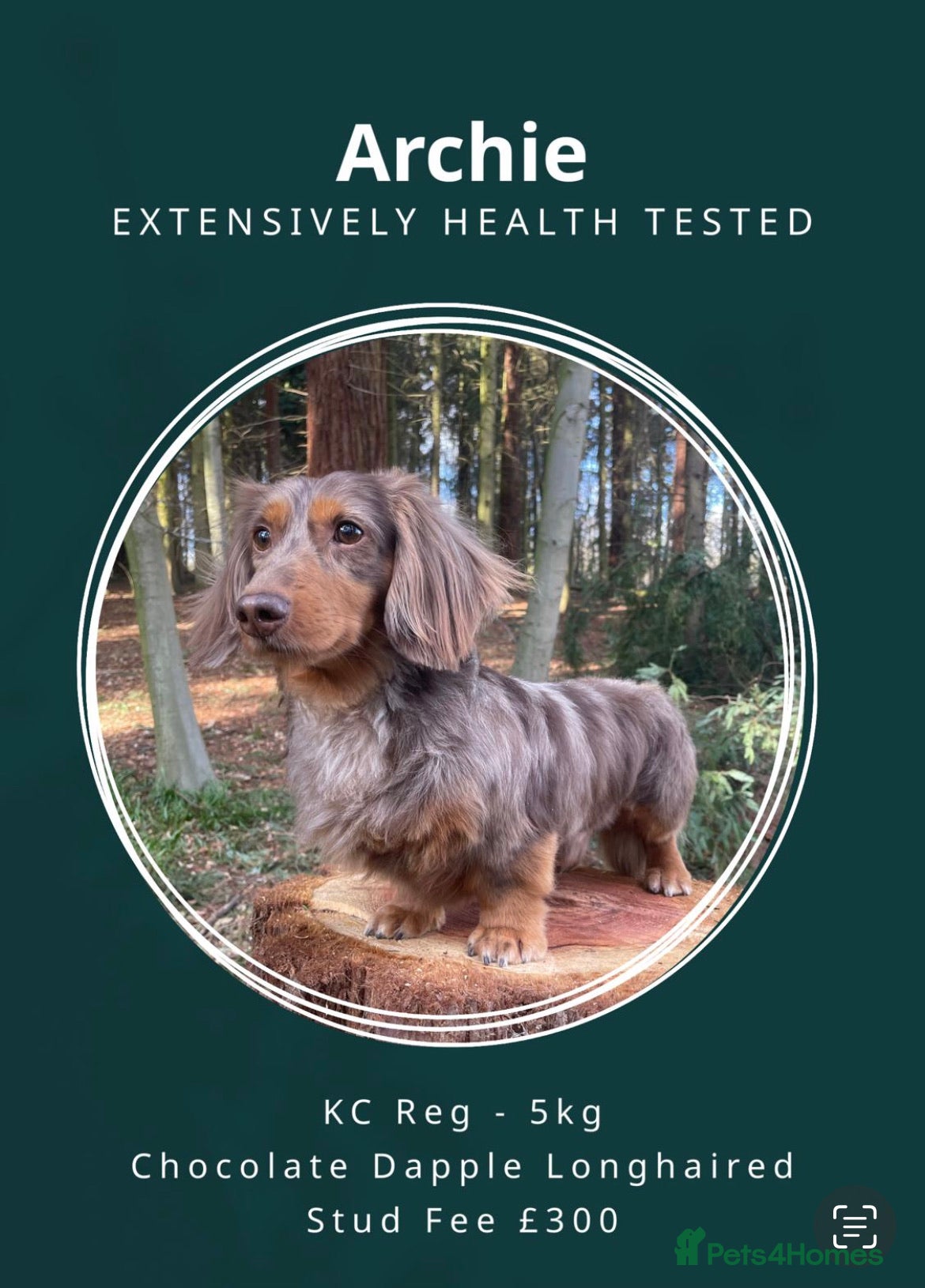 Miniature Dachshund dogs ✨Kc mini long haired dapple✨ 17 champions✨ in Romford - Advert 10