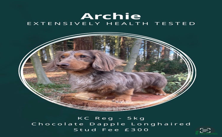 Miniature Dachshund dogs in Romford - Advert 1