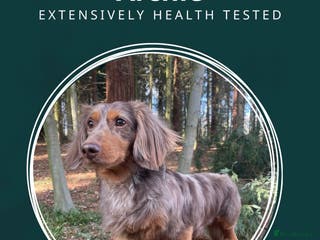 Miniature Dachshund dogs ✨Kc mini long haired dapple✨ 17 champions✨ in Romford - Advert 14