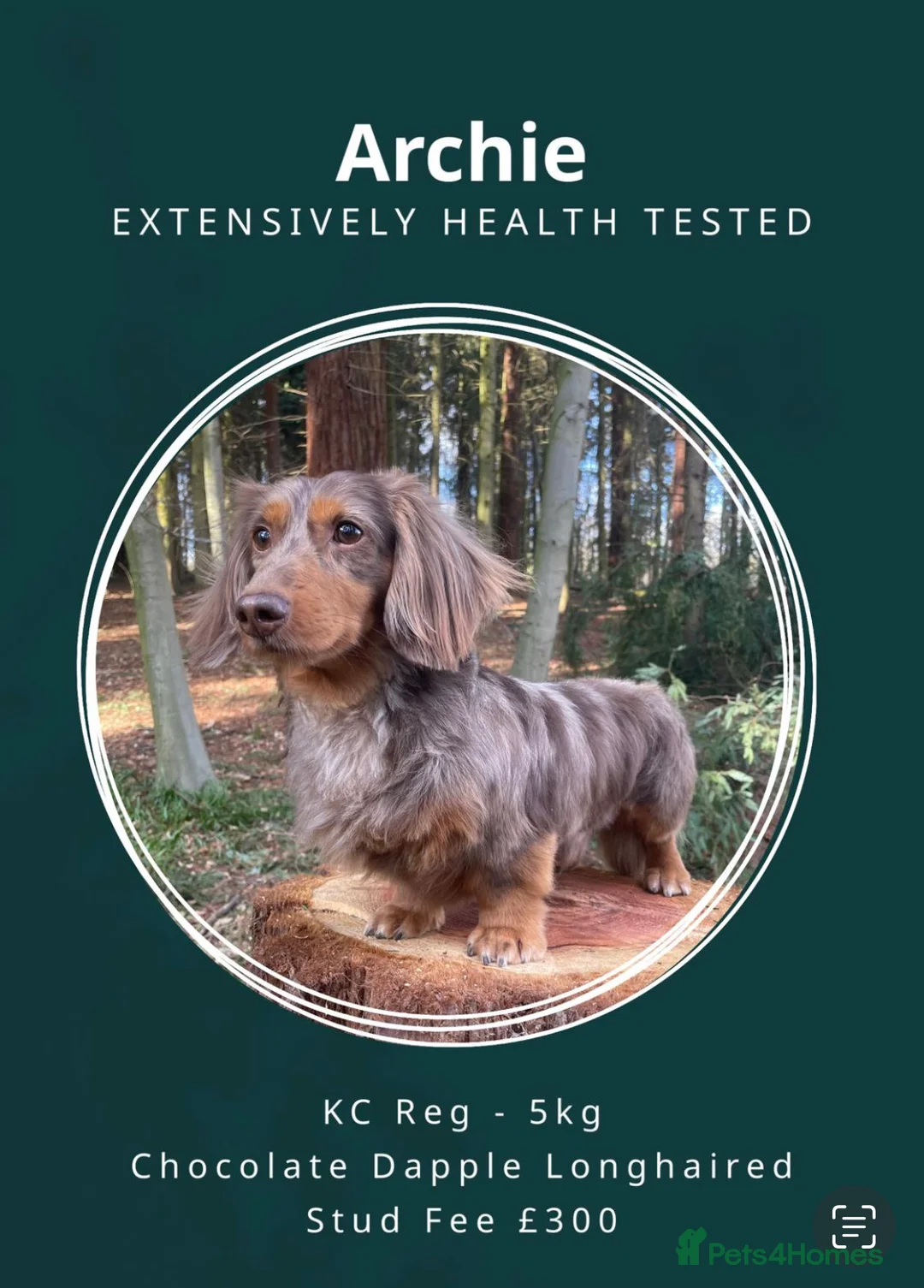 Miniature Dachshund dogs for stud: ✨Kc mini long haired dapple✨ 17 champions✨ in Romford - Advert 1