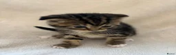 Scottish Fold cats for sale: Beautiful Scottish Fold Kittens - Advert 5