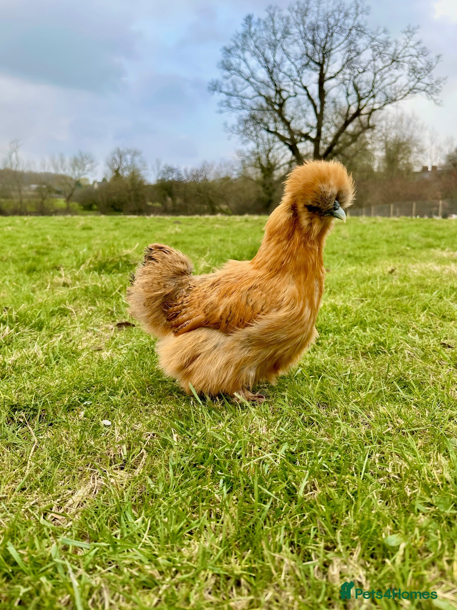 Chickens poultry Bantam hens at point of lay  - Advert 2