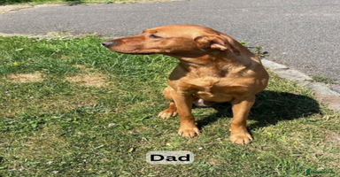 Labrador Retriever dogs - Advert 3