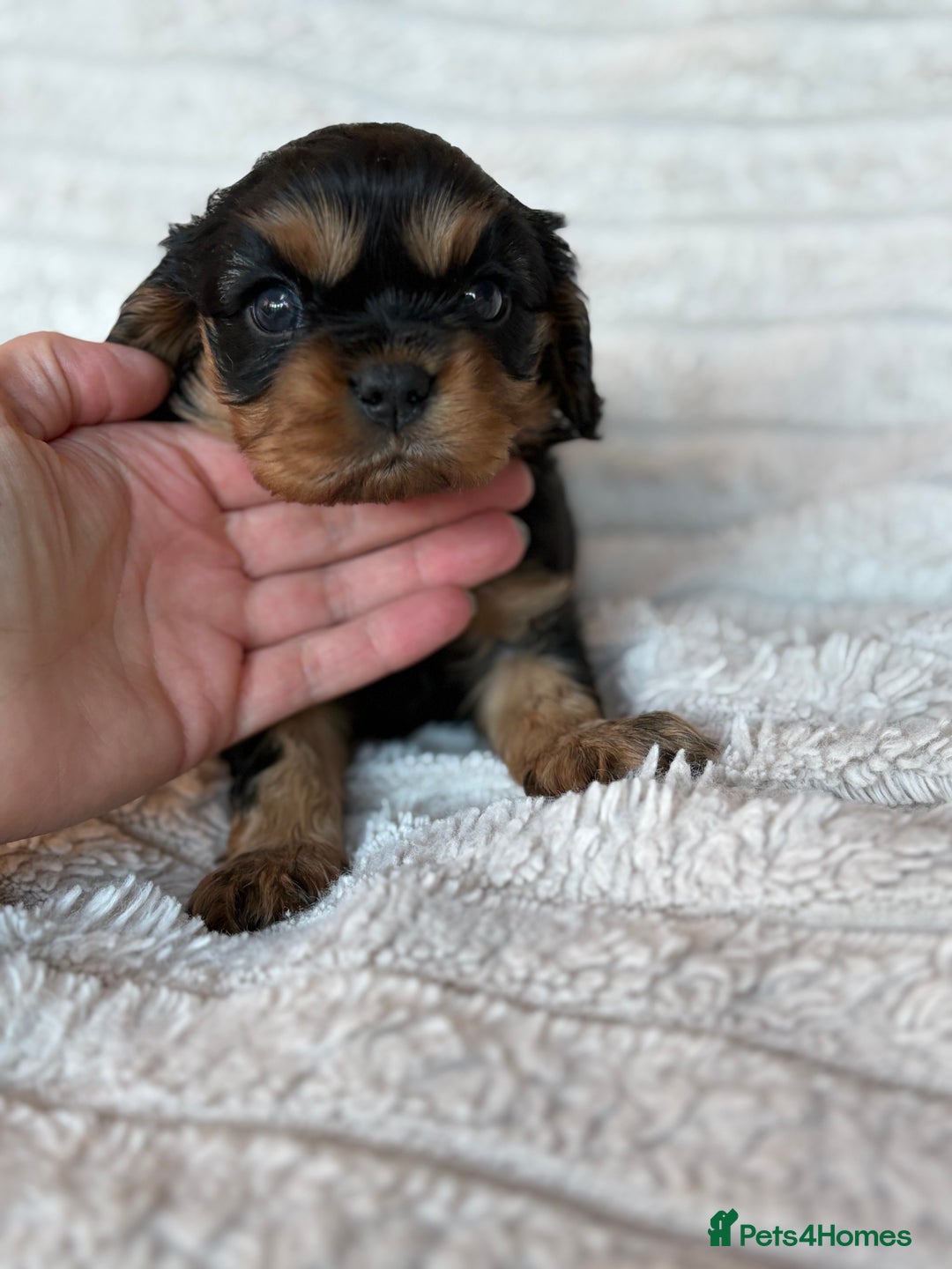 Cavalier King Charles Spaniel dogs for sale: Cavalier King Charles spaniel puppies - Advert 3