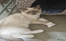 Ragdoll cats for sale: Ragdoll kittens  - Image 12