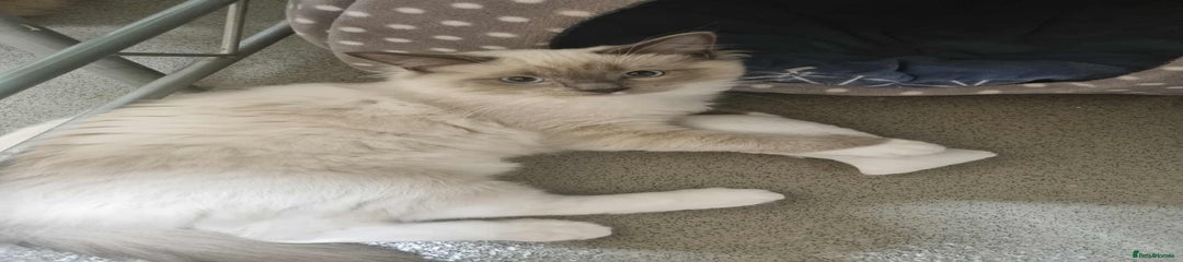 Ragdoll Kitten 1