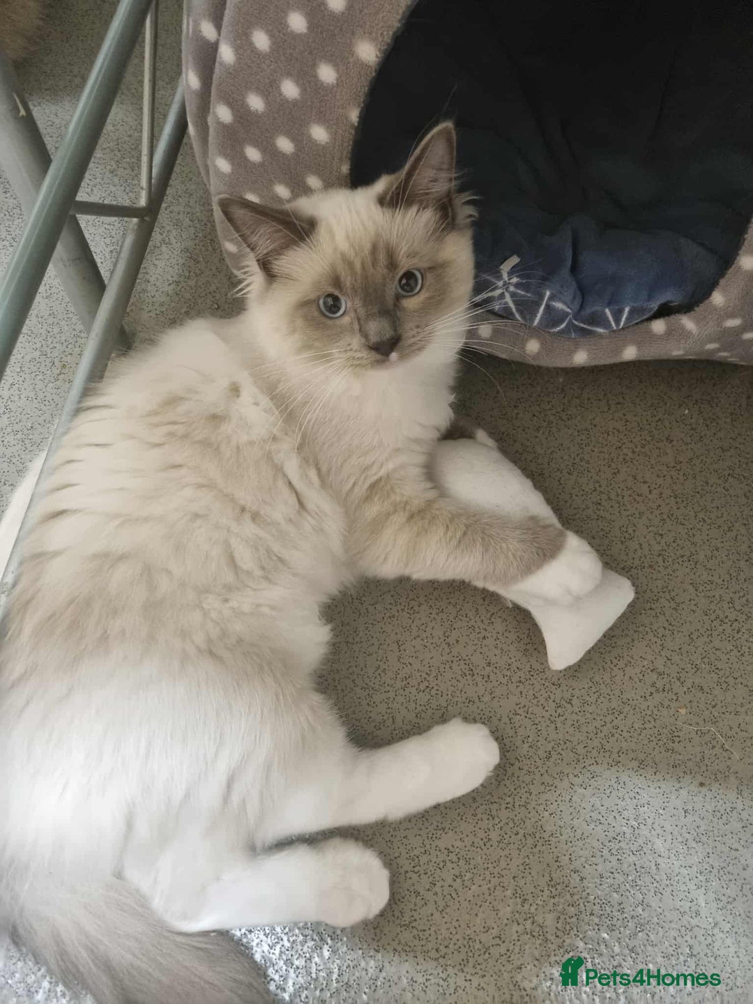 Ragdoll cats for sale: Ragdoll kittens  - Image 12
