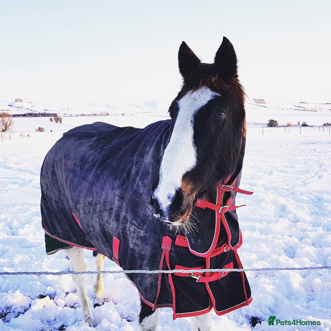 Irish Sports horses for sale: Irish Sports Horse All-Rounder Golden Oldie - Image 9