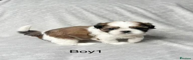 Shih Tzu 1