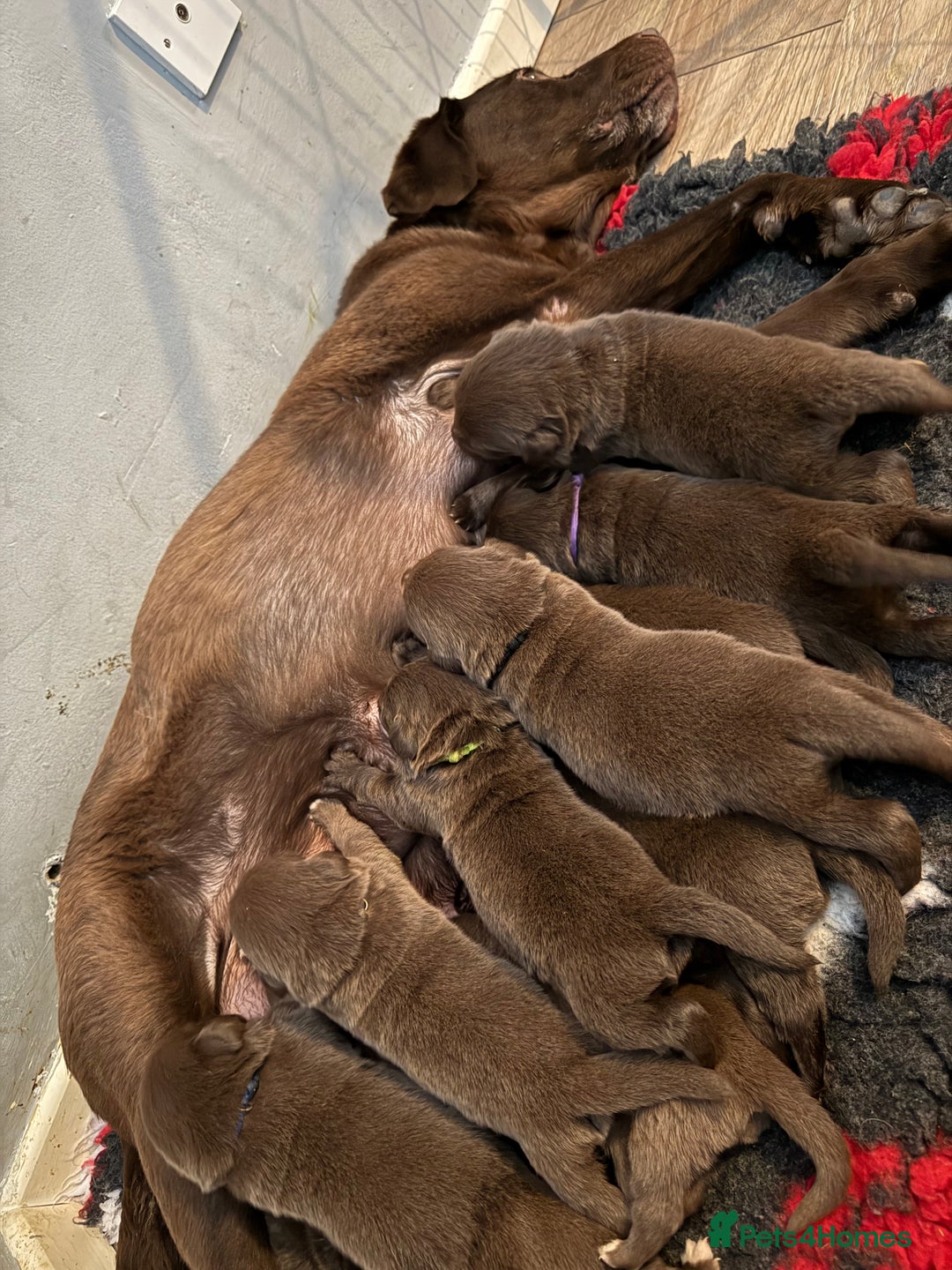 Borador dogs for sale: Gorgeous litter of chocolate Labrador cross pups  - Image 1
