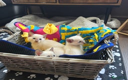 Tonkinese cats for sale: Registered, pedigree 1st generation,  VET checked  - Image 8