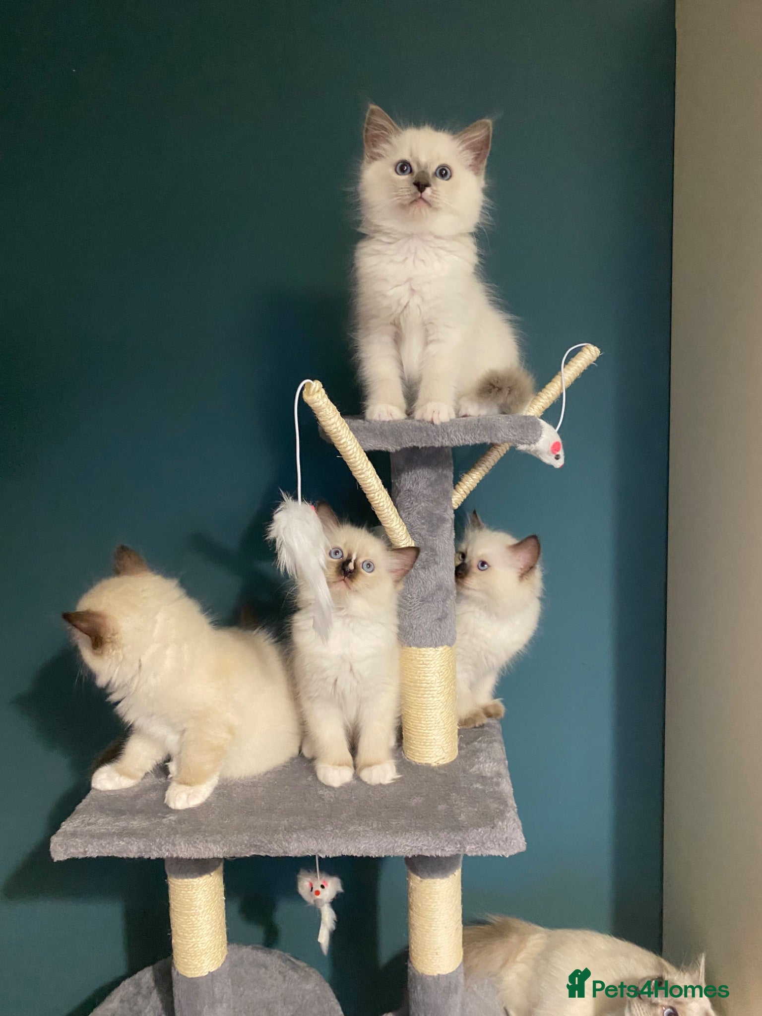 Ragdoll cats GCCF Best of Breed & Champion Bloodline Ragdolls🏆 - Advert 2