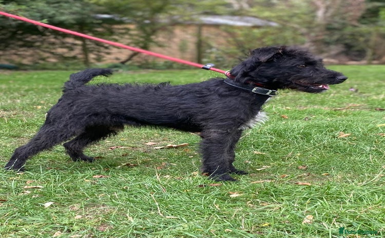 Patterdale Terrier dogs - Advert 1