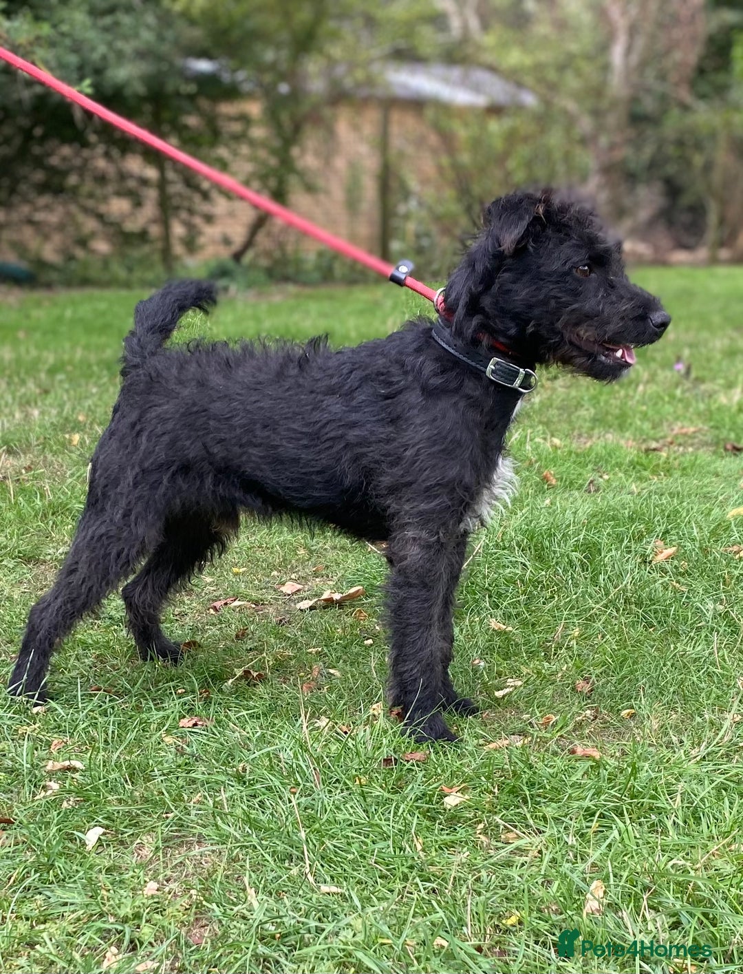 Patterdale Terrier dogs for sale: Patterdale puppy  - Image 1