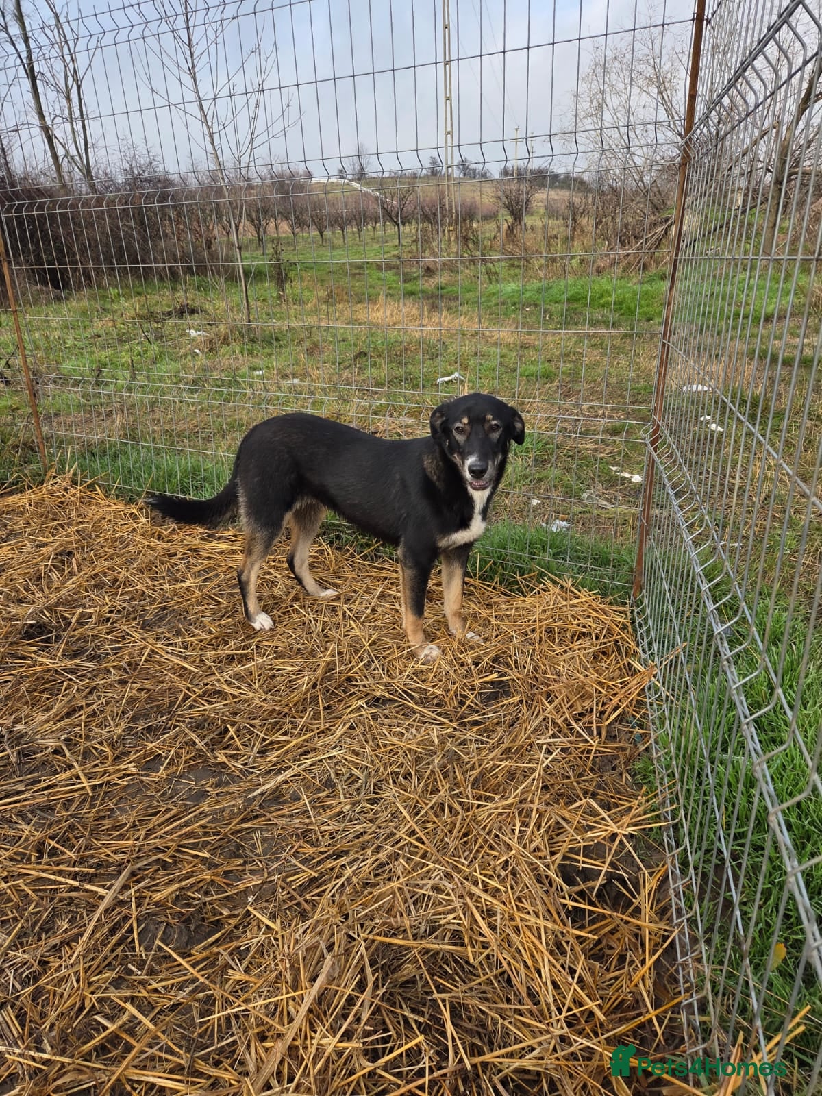 Mixed Breed dogs for adoption: 🐾 RONA -  a Lovely Girl, for a Loving Home🐾 in Bristol - Advert 26