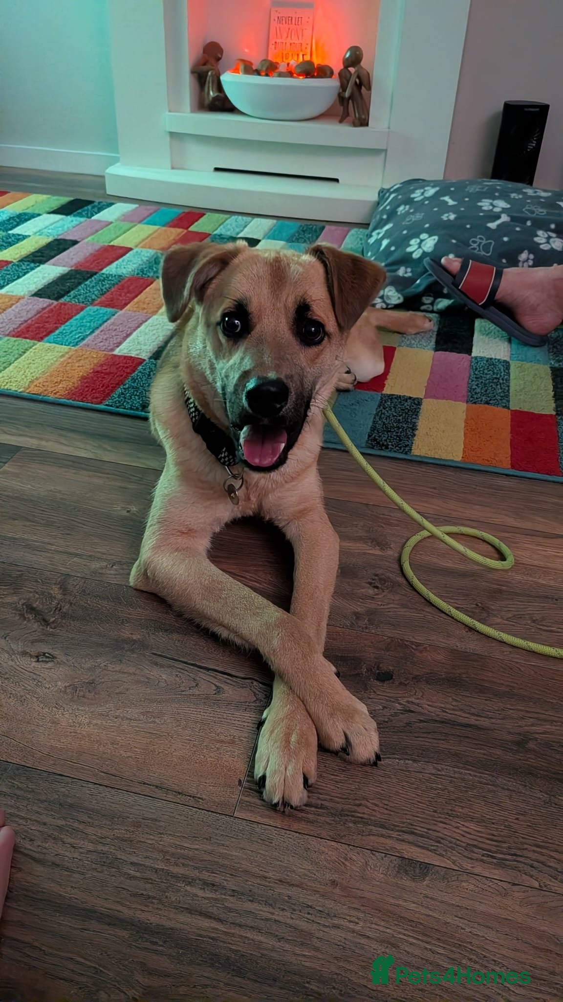 Mixed Breed dogs Moccachino - Advert 18