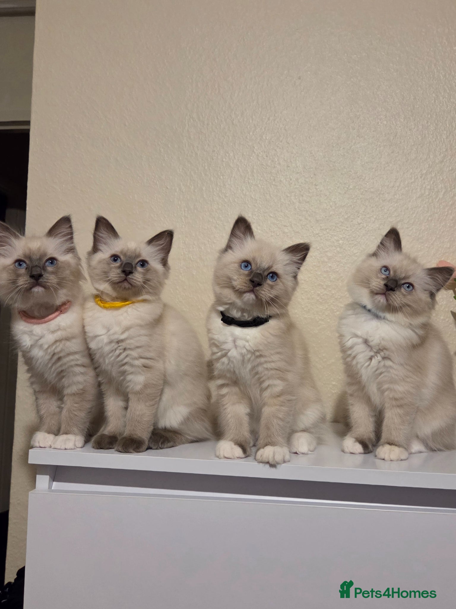 Ragdoll cats Pure Ragdoll Kittens Ready ! - Advert 17