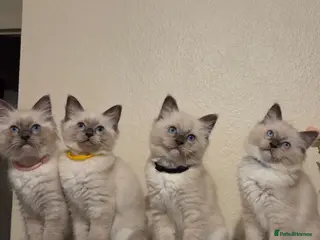 Ragdoll cats Pure Ragdoll Kittens Ready ! - Advert 17