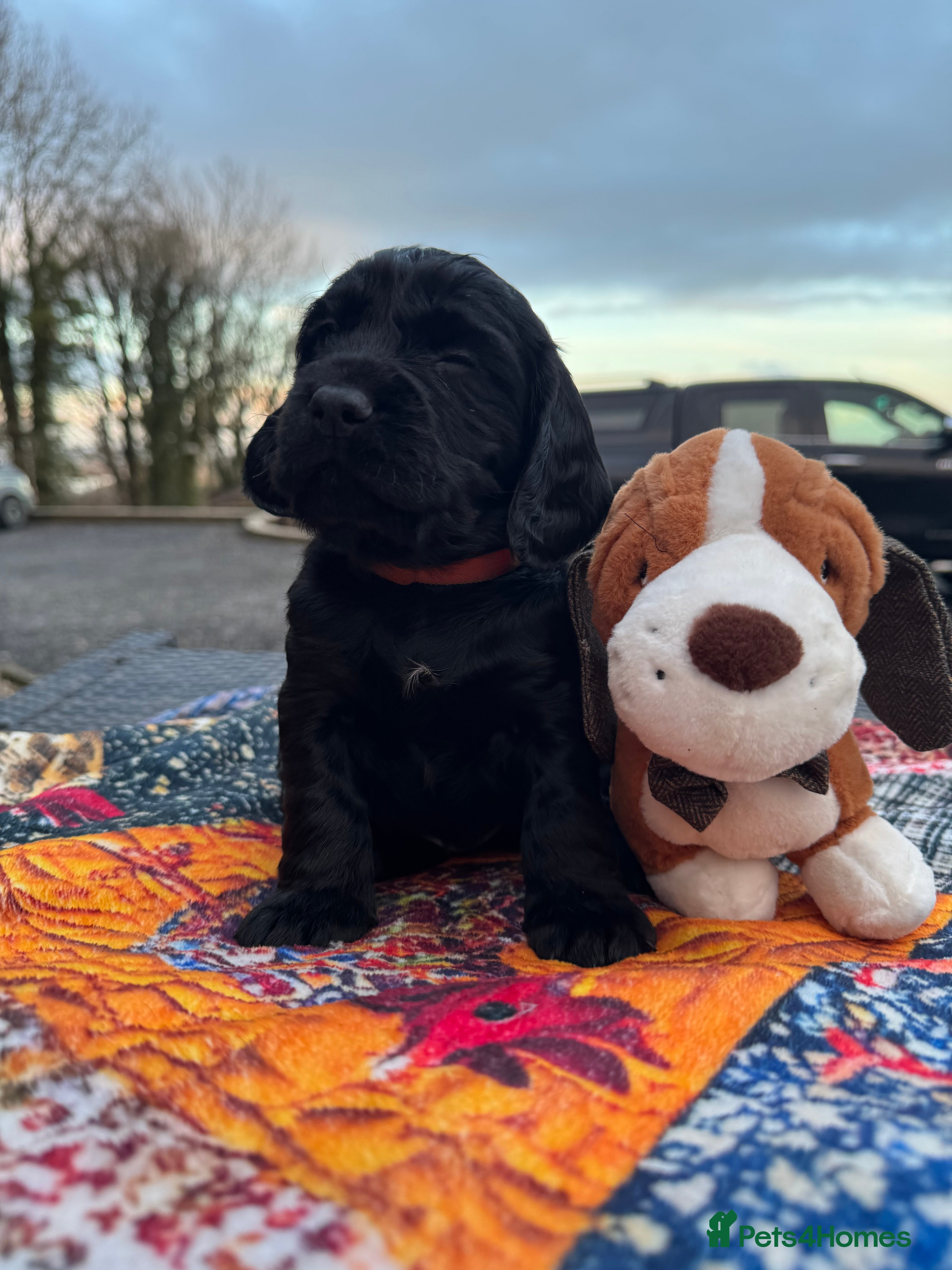 Cocker Spaniel dogs A gorgeous litter of WCS - Advert 18