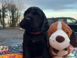 Cocker Spaniel dogs A gorgeous litter of WCS - Advert 6