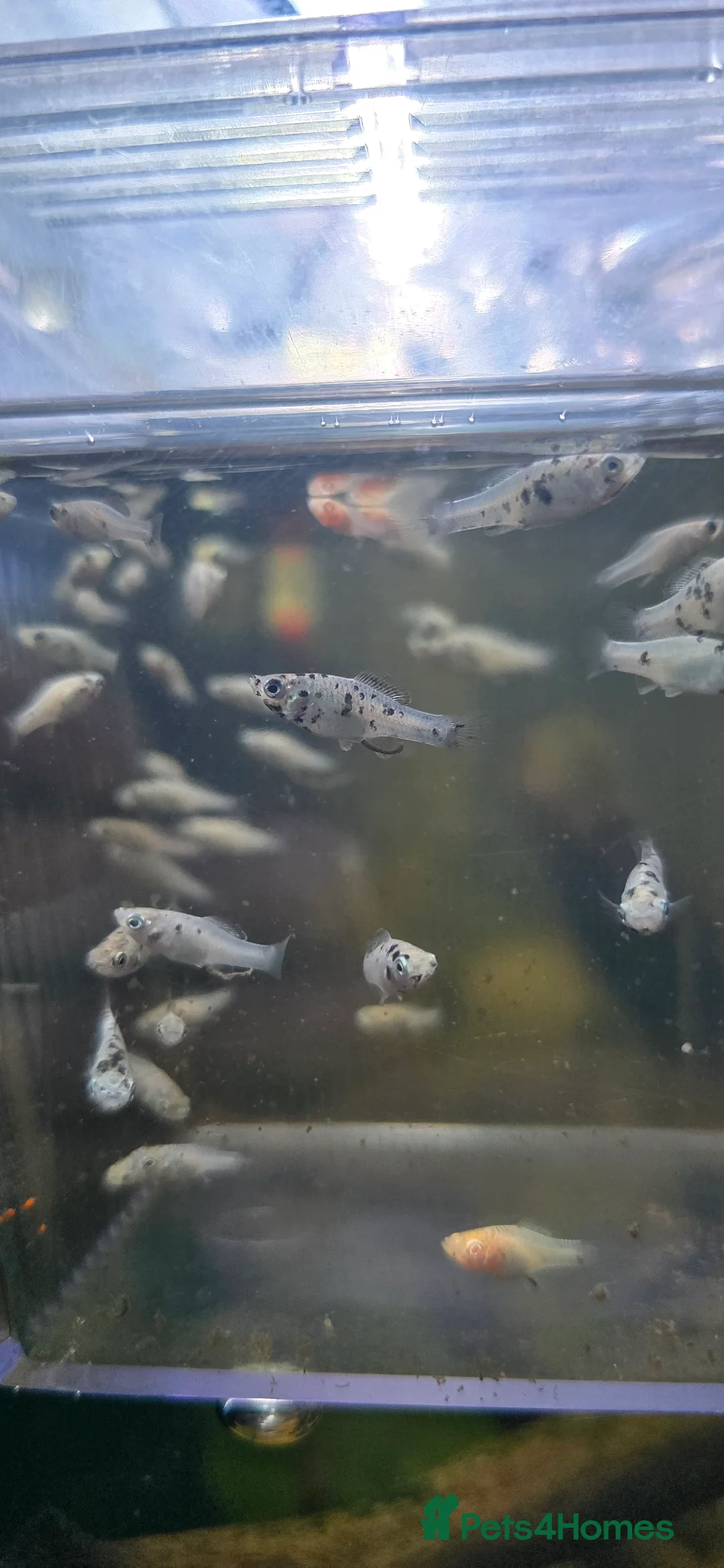 Mollies fish for sale: Dalmatian Mollies - Advert 6