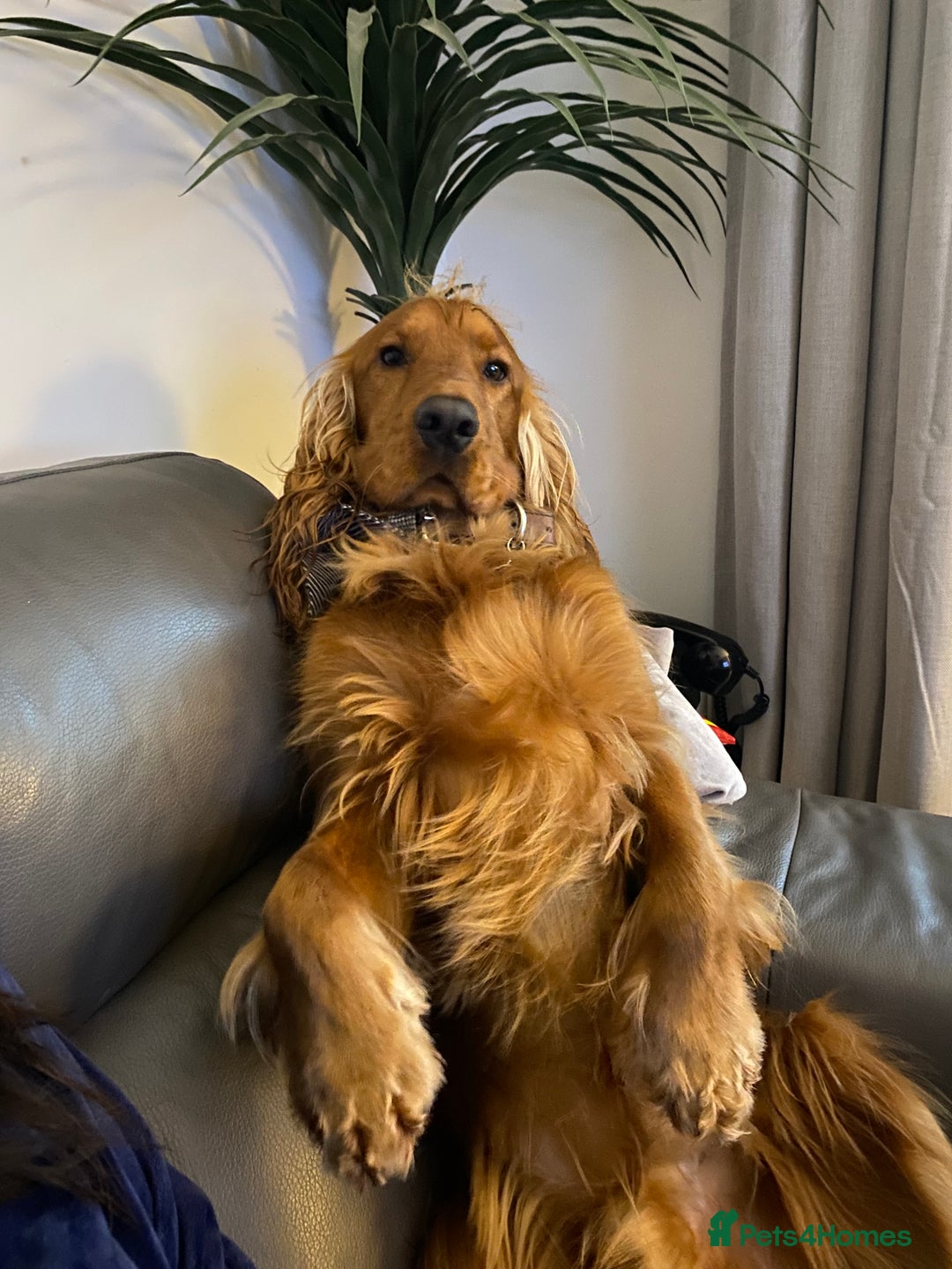 Cocker Spaniel dogs for sale: Beautiful show cocker - Advert 7