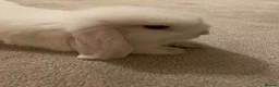 Mini Lop rabbits for sale: 2 x bonded male mini lops - Advert 5