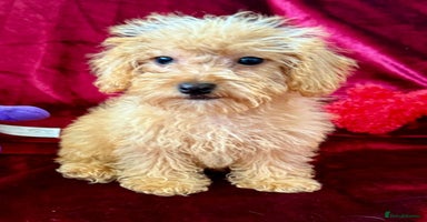 Maltipoo dogs - Advert 12