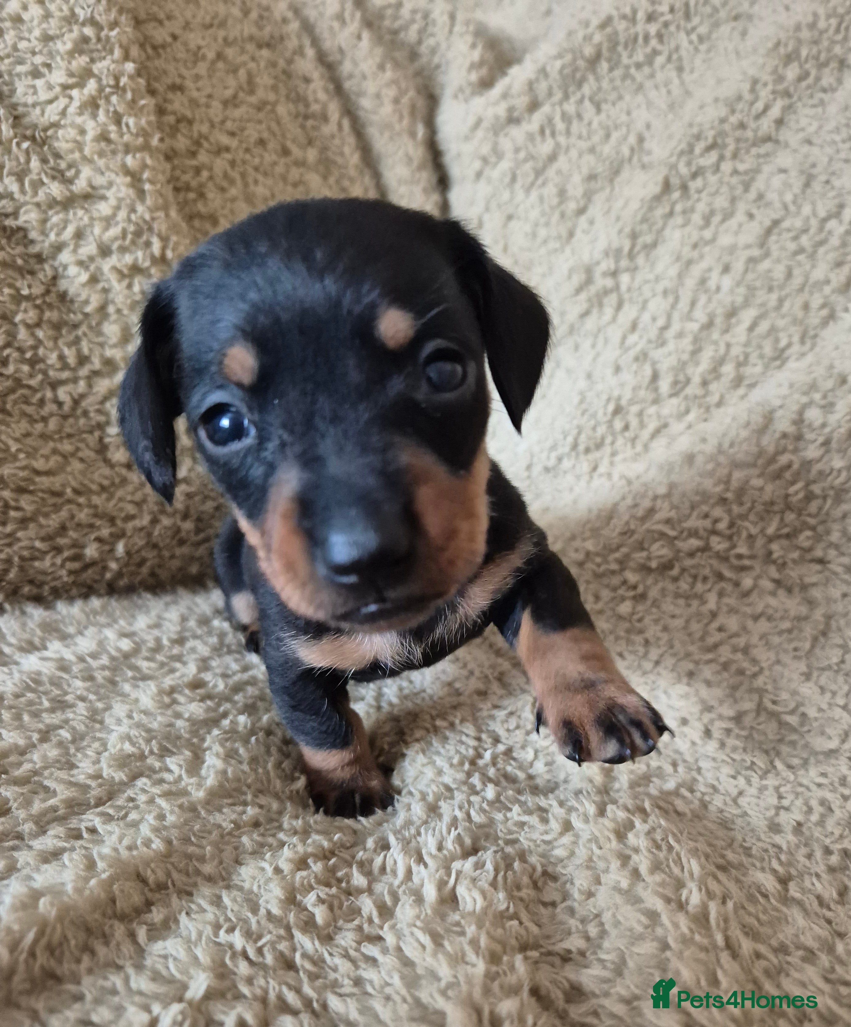 Miniature Dachshund dogs Miniature dachshund puppies(6 available) - Advert 2
