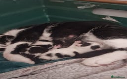 Domestic Shorthair cats for sale: 2 beautiful short hair boys  - Image 10