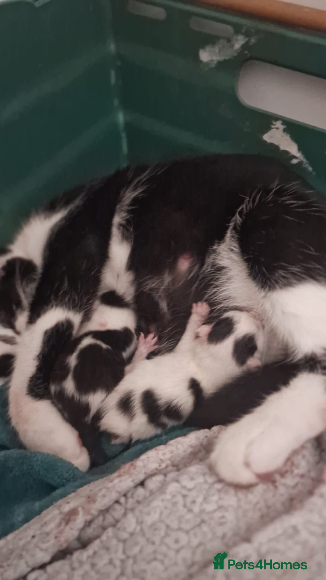 Domestic Shorthair cats for sale: 2 beautiful short hair boys  - Image 10