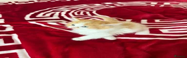 Mixed Breed Kitten 4